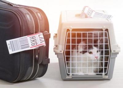 صدور گواهینامه به وسیله یاتا برای حیواناتی که با هواپیما سفر می نمایند