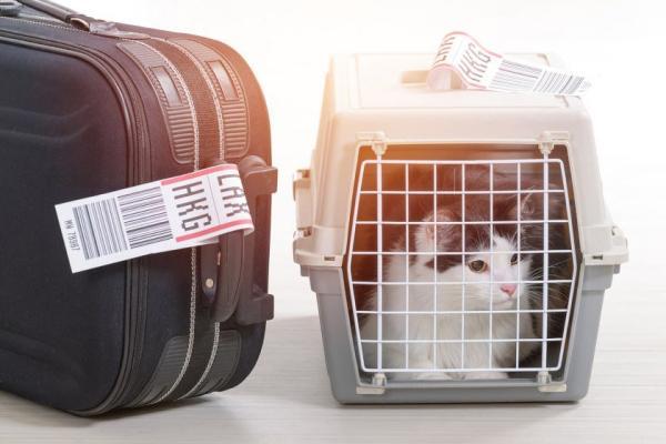 صدور گواهینامه به وسیله یاتا برای حیواناتی که با هواپیما سفر می نمایند