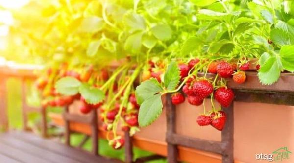 برترین راهنمای پرورش توت فرنگی در خانه